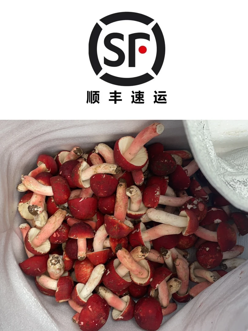 2025野生现採新鲜红菇保鲜冷冻野生蘑菇红菇重量500g包邮新鲜菌菇