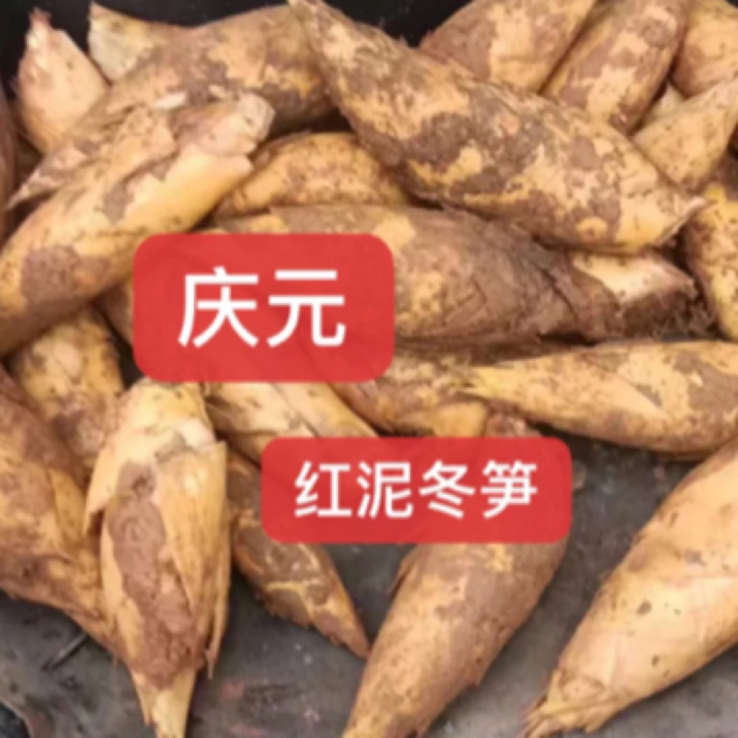 2025庆元红泥冬笋，新鲜清脆冬笋3斤饱满皮薄肉厚竹笋现挖现棌