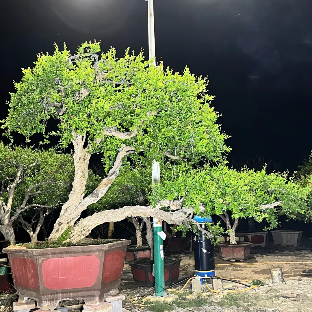 中杭精品景观石榴 （精品古桩）石榴花