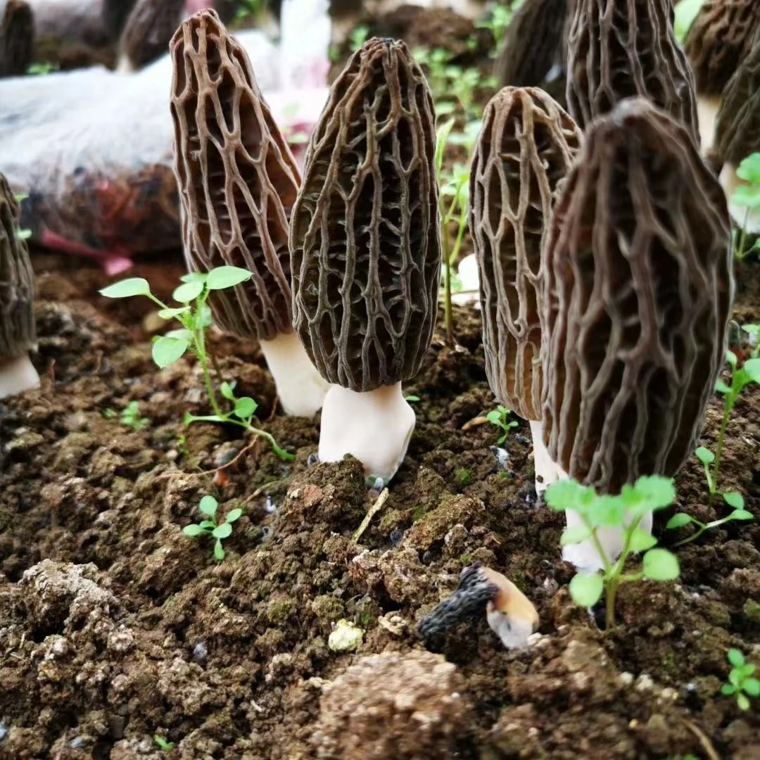 【羊肚菌】煲汤 蒸鸡蛋羹 炒（50g/150g）