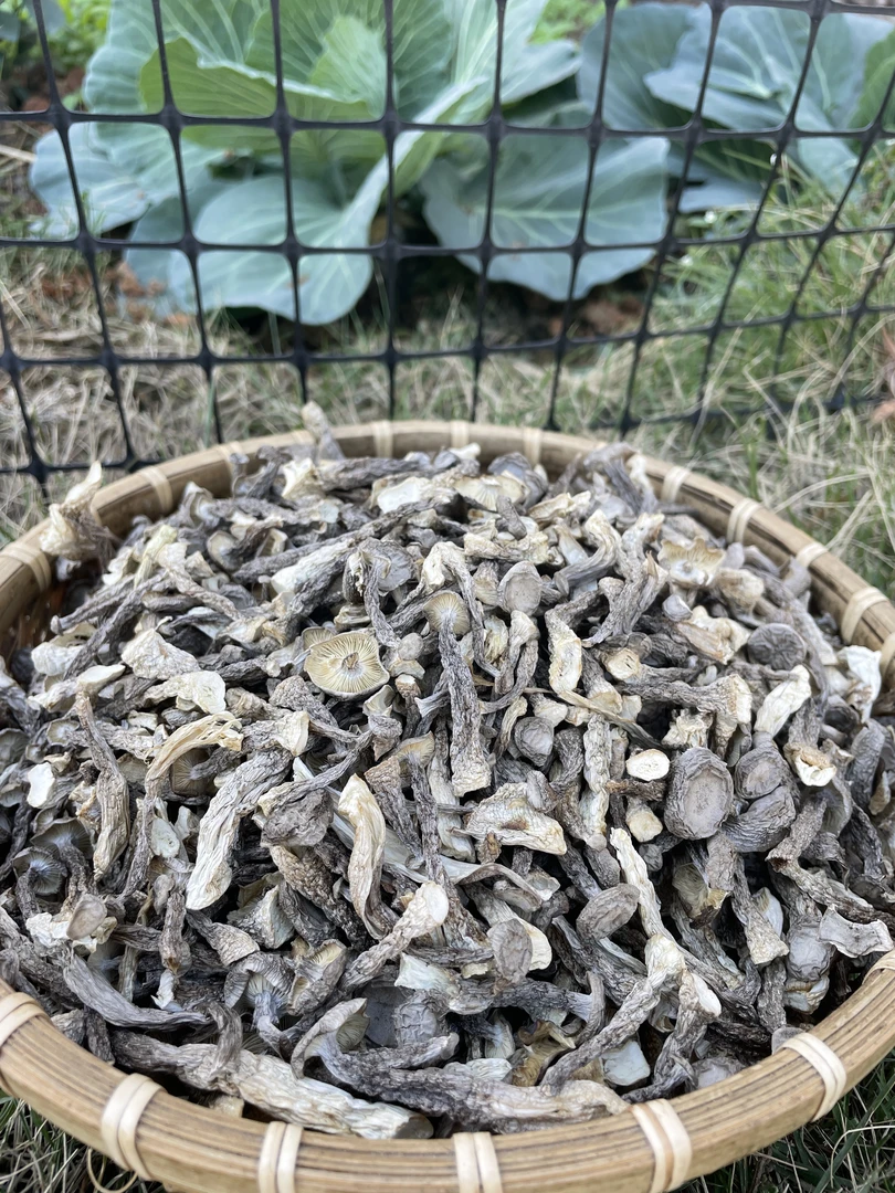 鹿茸菇【碎片】脆脆菇500g/袋