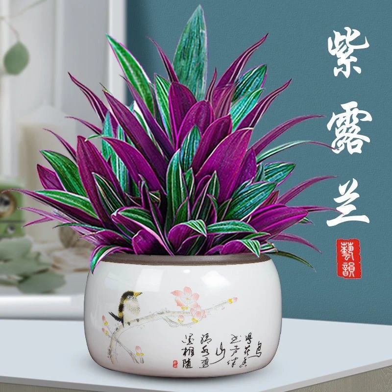 紫露兰盆栽油画吊兰花卉植物室内花好养净化空气办公桌面观叶绿植