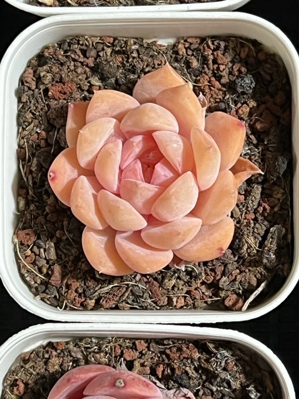 精品多肉组合一筐19,8，可以选组。