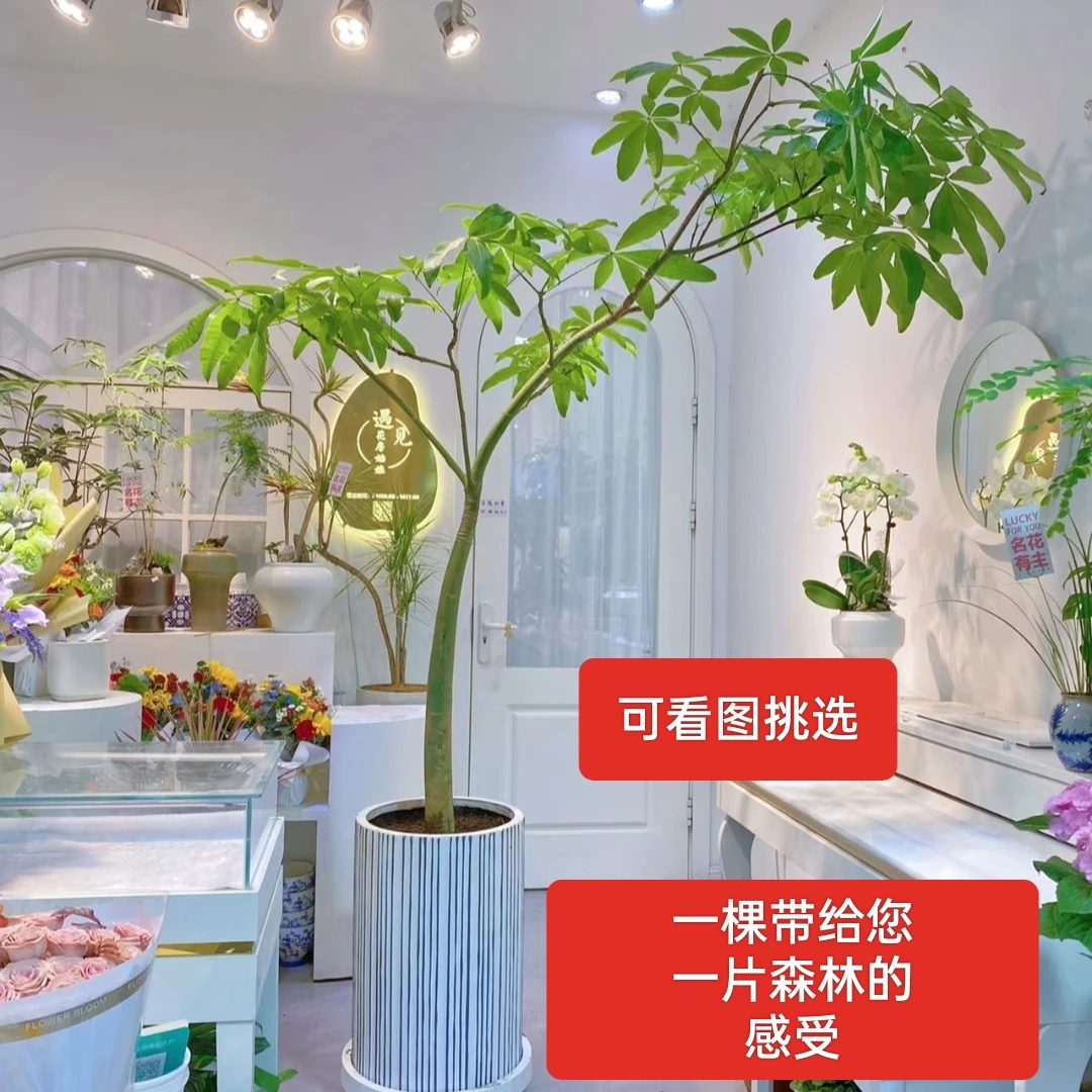 原生老桩飘枝造型发财树网红绿植室内好养一棵带来一片森林的感受