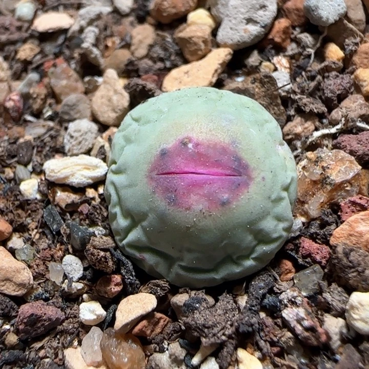 【闪购商品】a261。