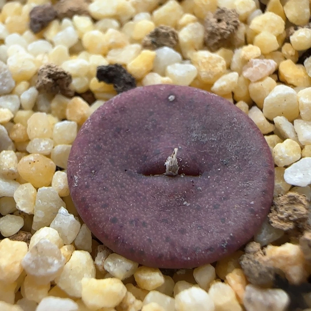 【闪购商品】a351。