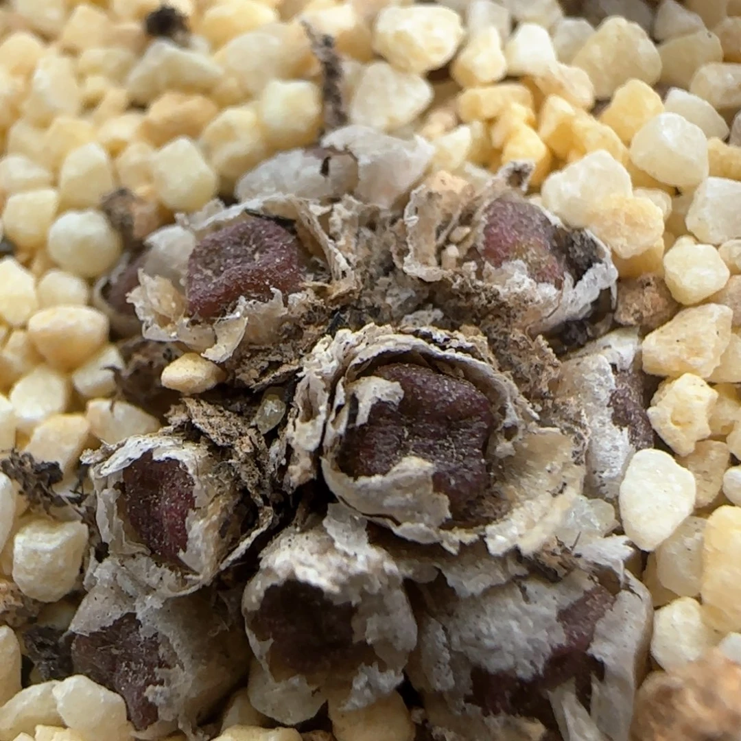 【闪购商品】a324。