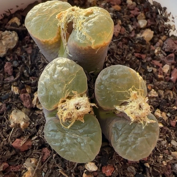 【闪购商品】a607。