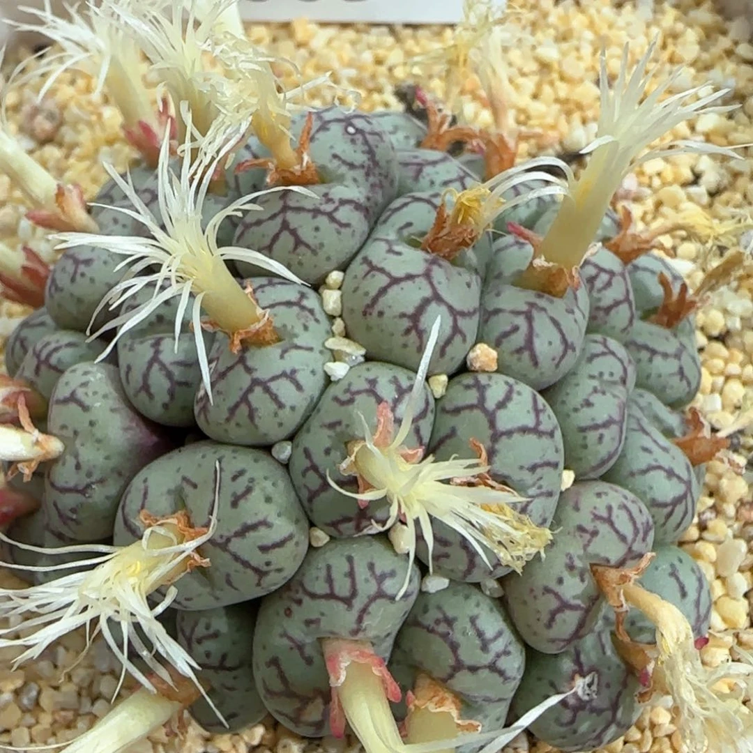 【闪购商品】a385。