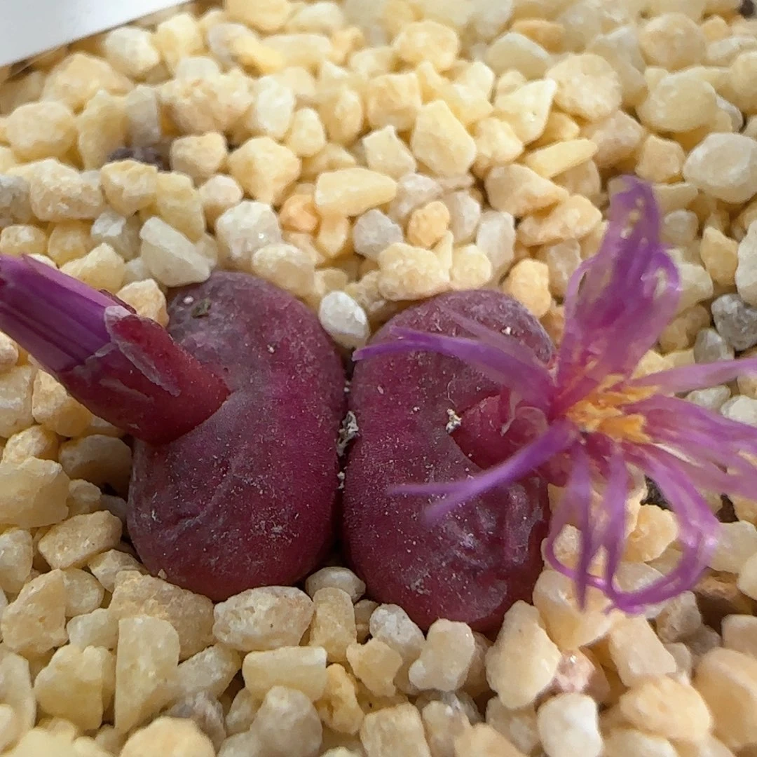 【闪购商品】a352。