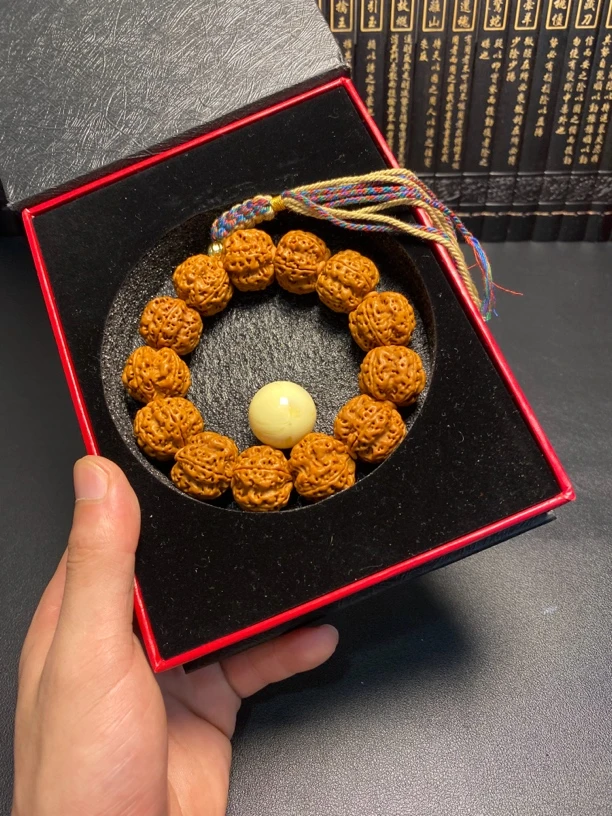 新品五龙梅花菩提（12号）