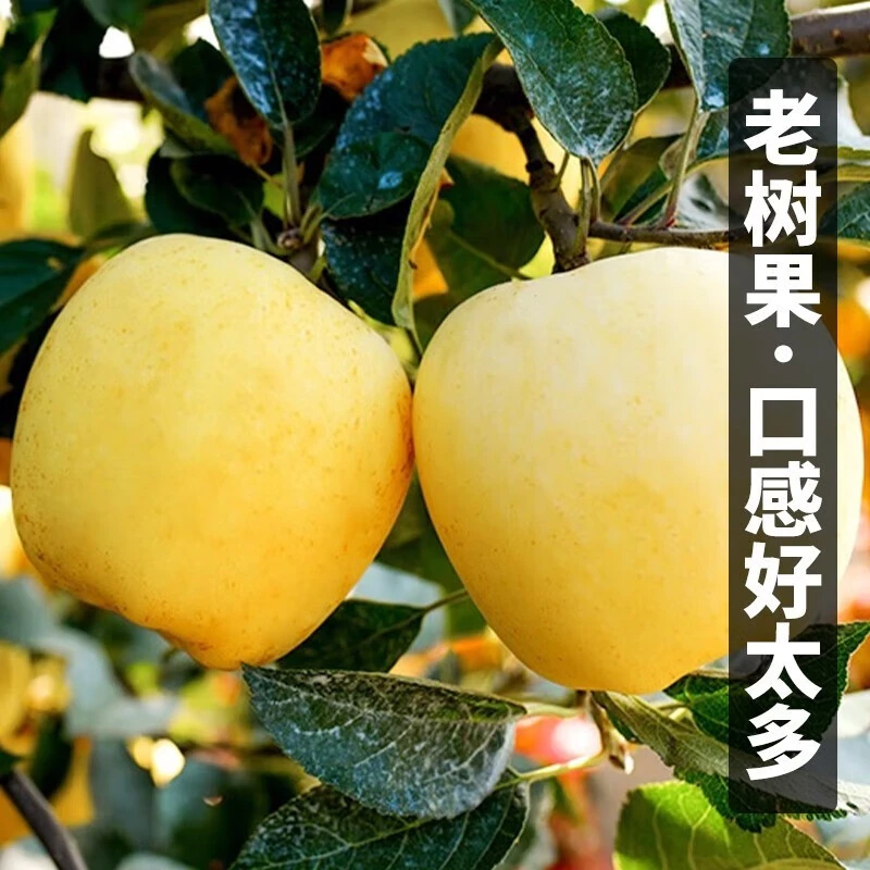 【纯甜】山东维拉斯苹果8-9枚装当季新鲜水果