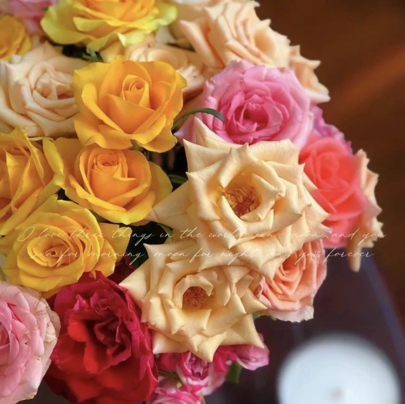 混色月季 一盆多颗 四季开花 盆栽月季花