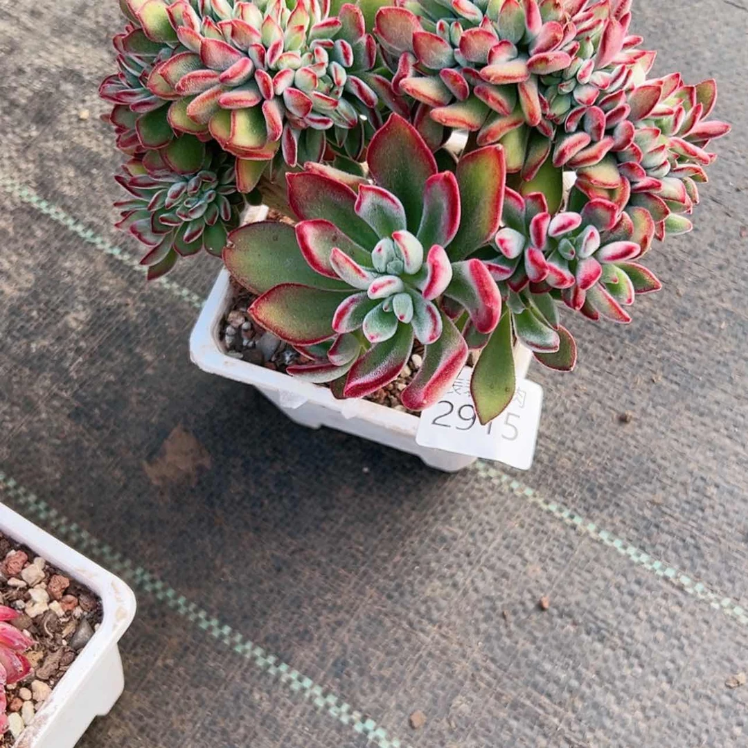 【闪购商品】童**光每天2 9 1 5