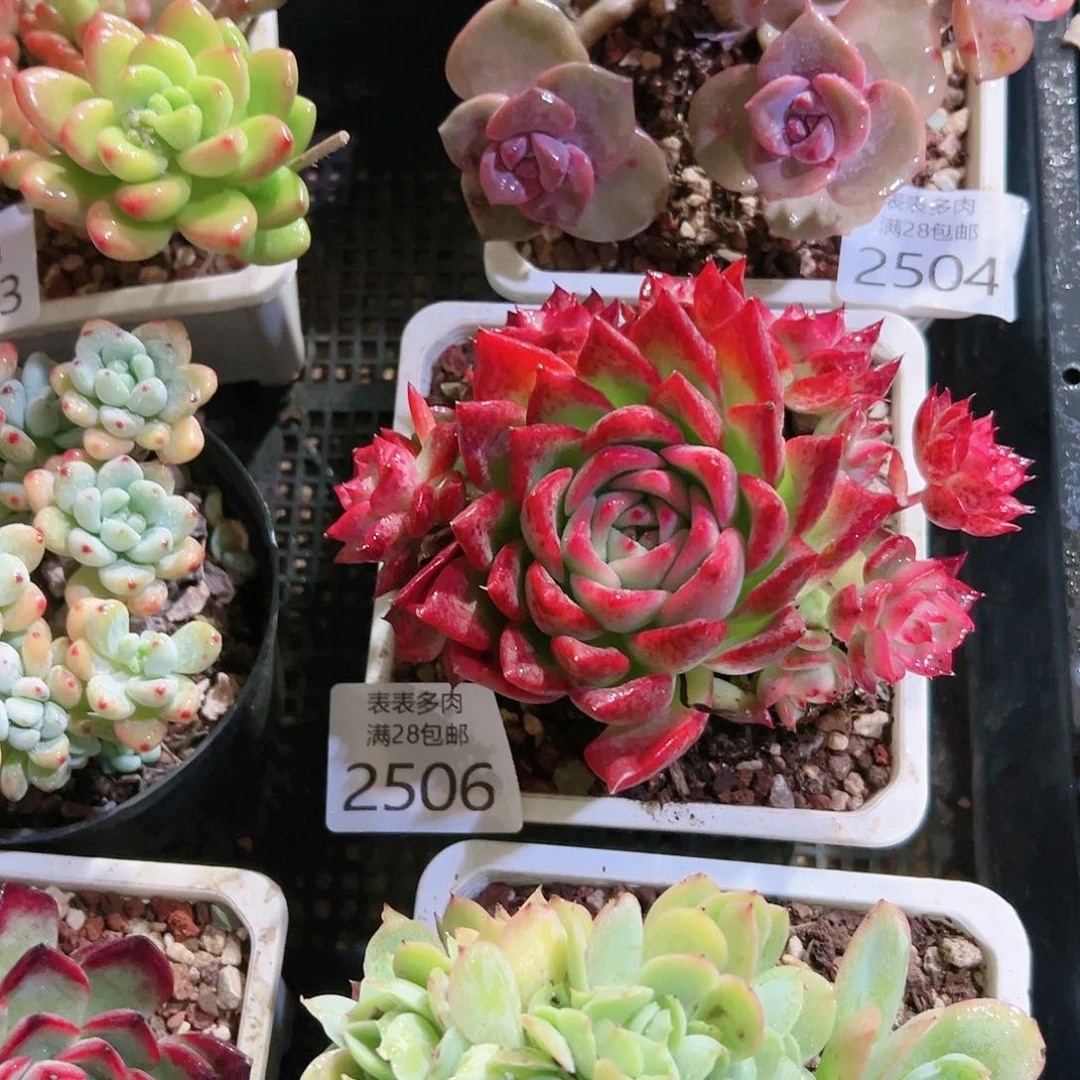 9号多肉1*翁我们的确2506