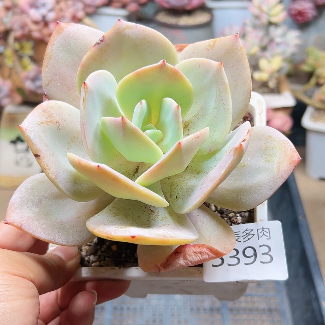 【闪购商品】每天5393