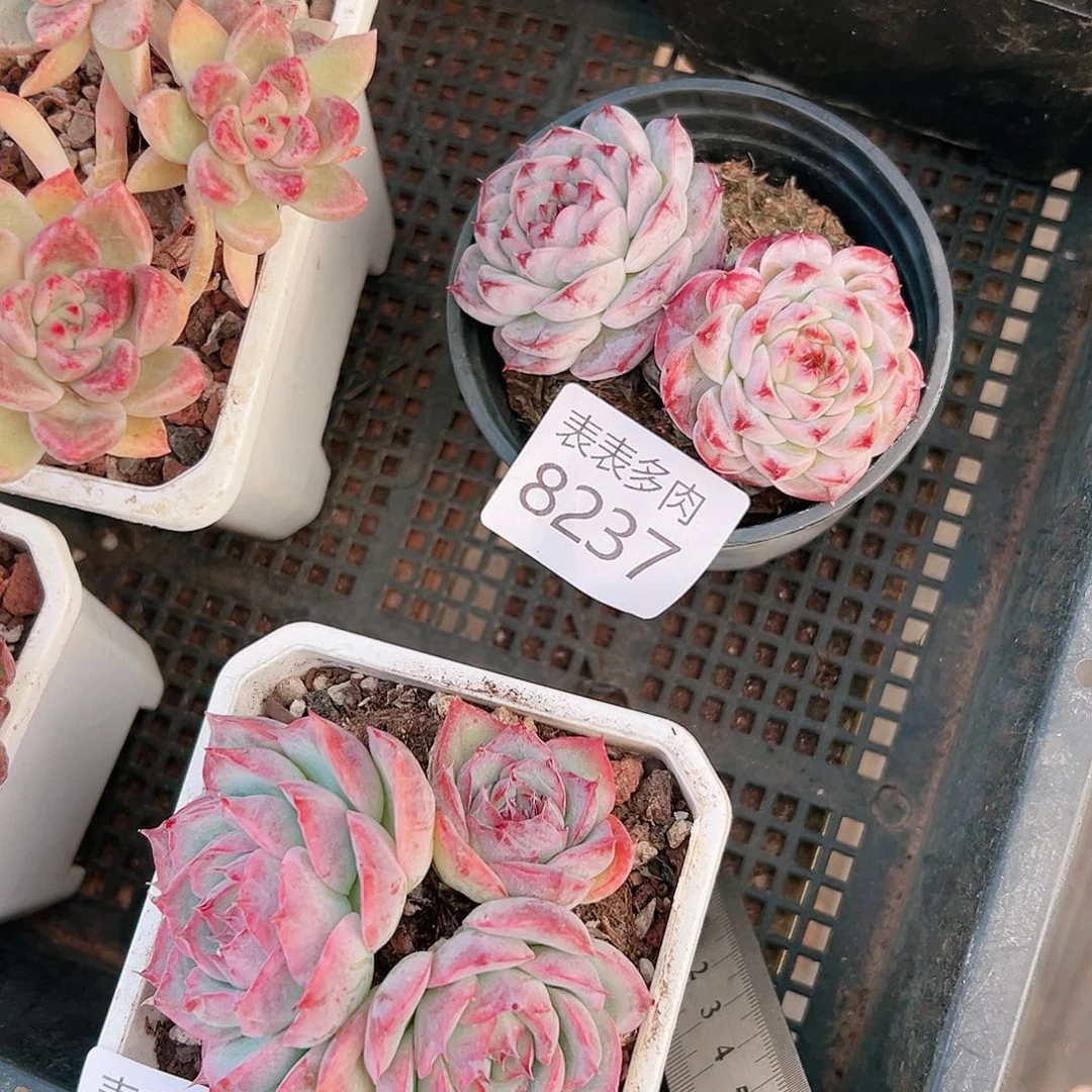 9号盆多肉媛*?我们的生活8237