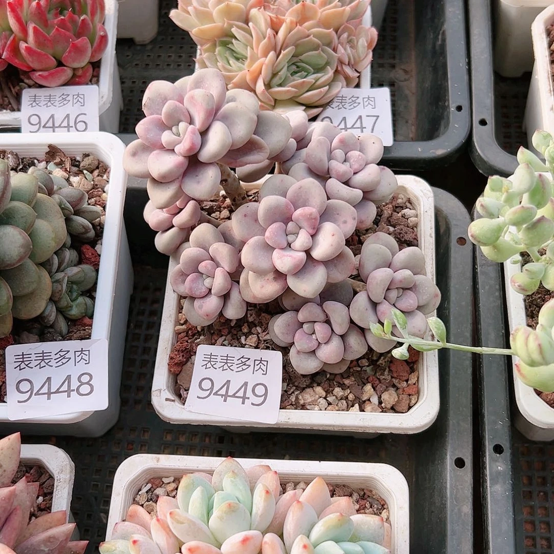 9号多肉南*我们的生活9449
