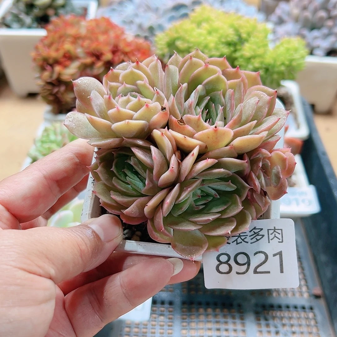 9号 多肉我们的8921