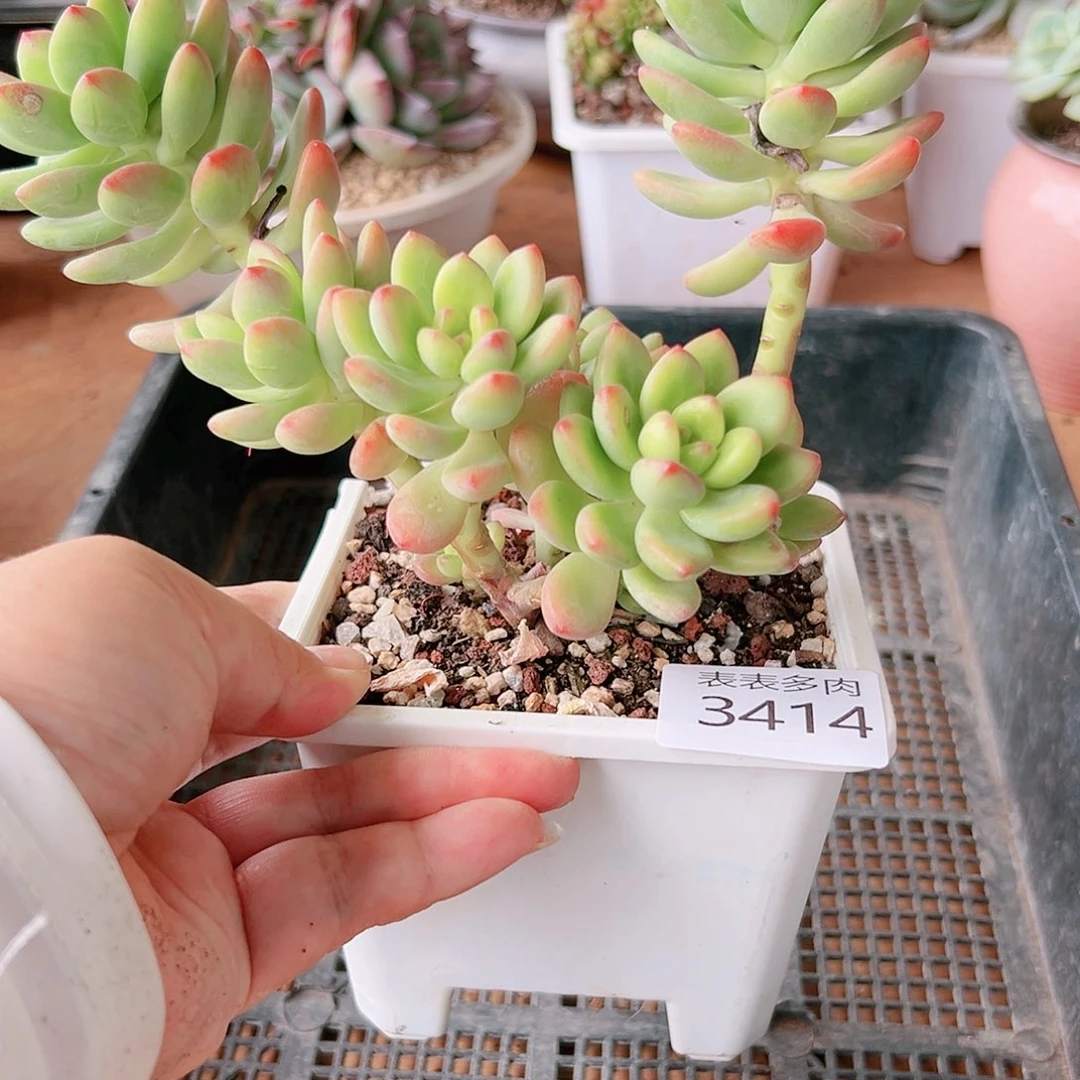 9 0盆多肉我们的生活就3414