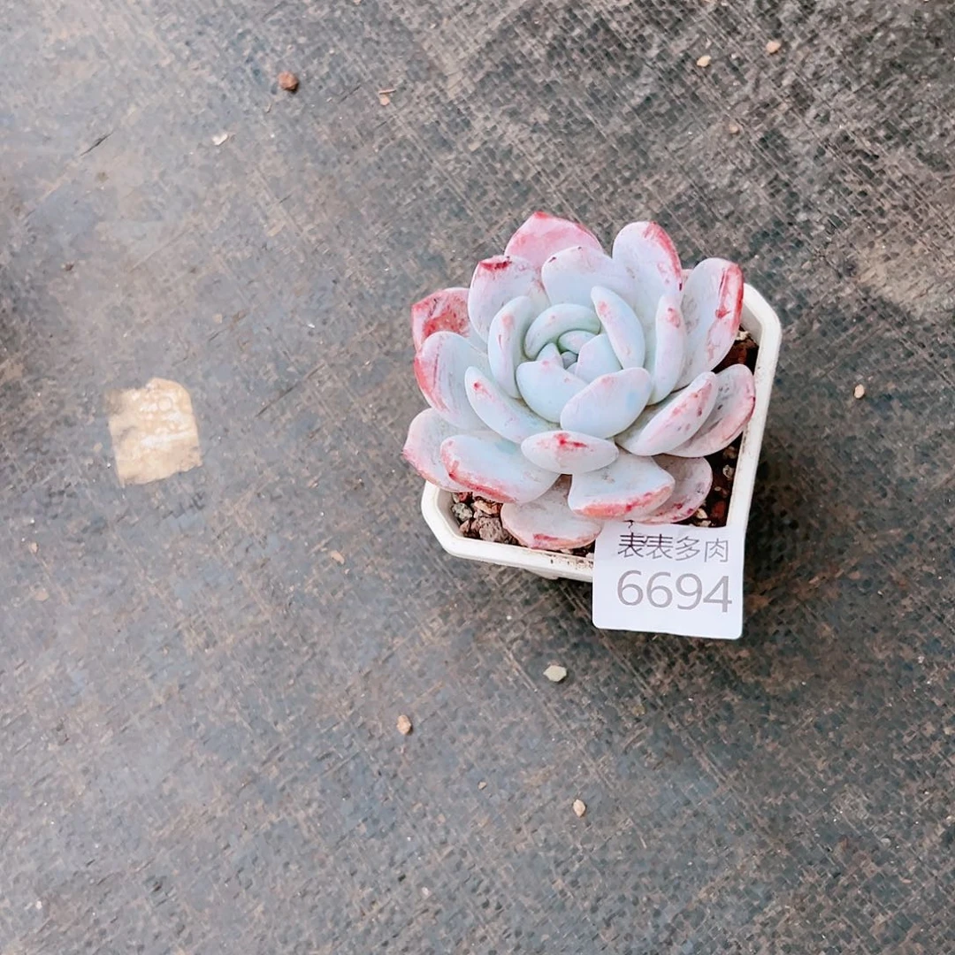 9 0盆多肉我们的生活是6694