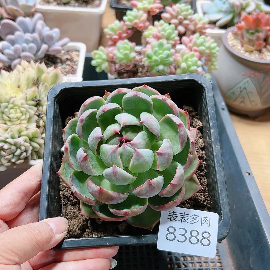 9 0盆多肉我们的生活是8388