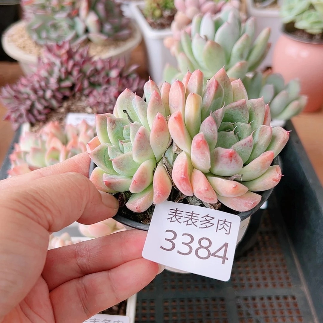 9 0盆多肉我们的生活是3383