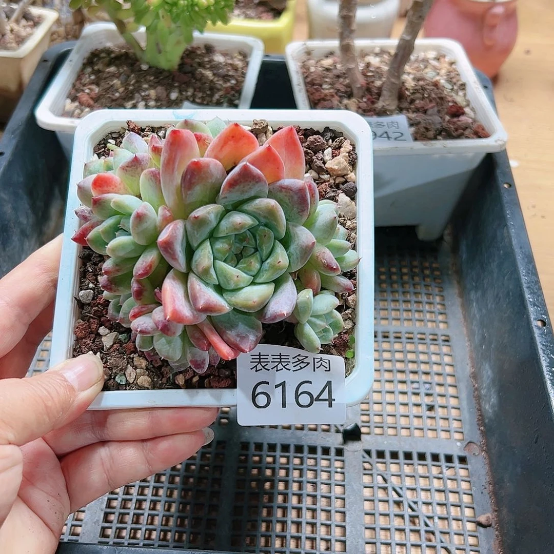 9 0盆多肉我们的生活是6164