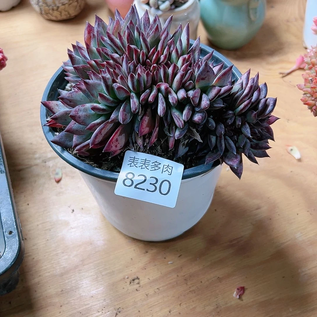 9 0盆多肉我们的8230