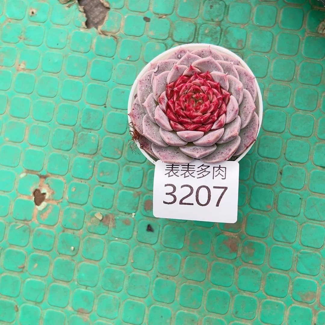 【闪购商品】巧****妈每天3 2 0 7