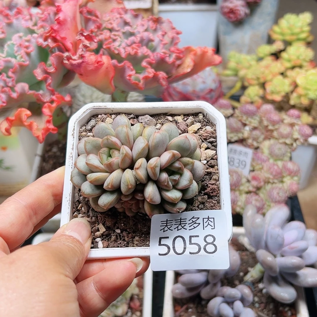 【闪购商品】⫍****每天5 0 5 8