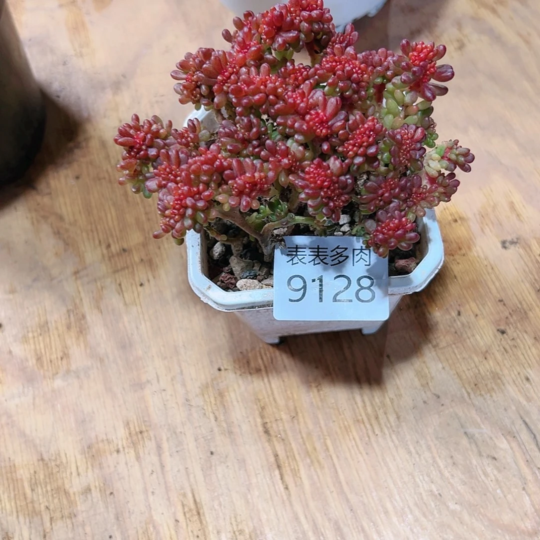 9号多肉海***3我们的生活9128