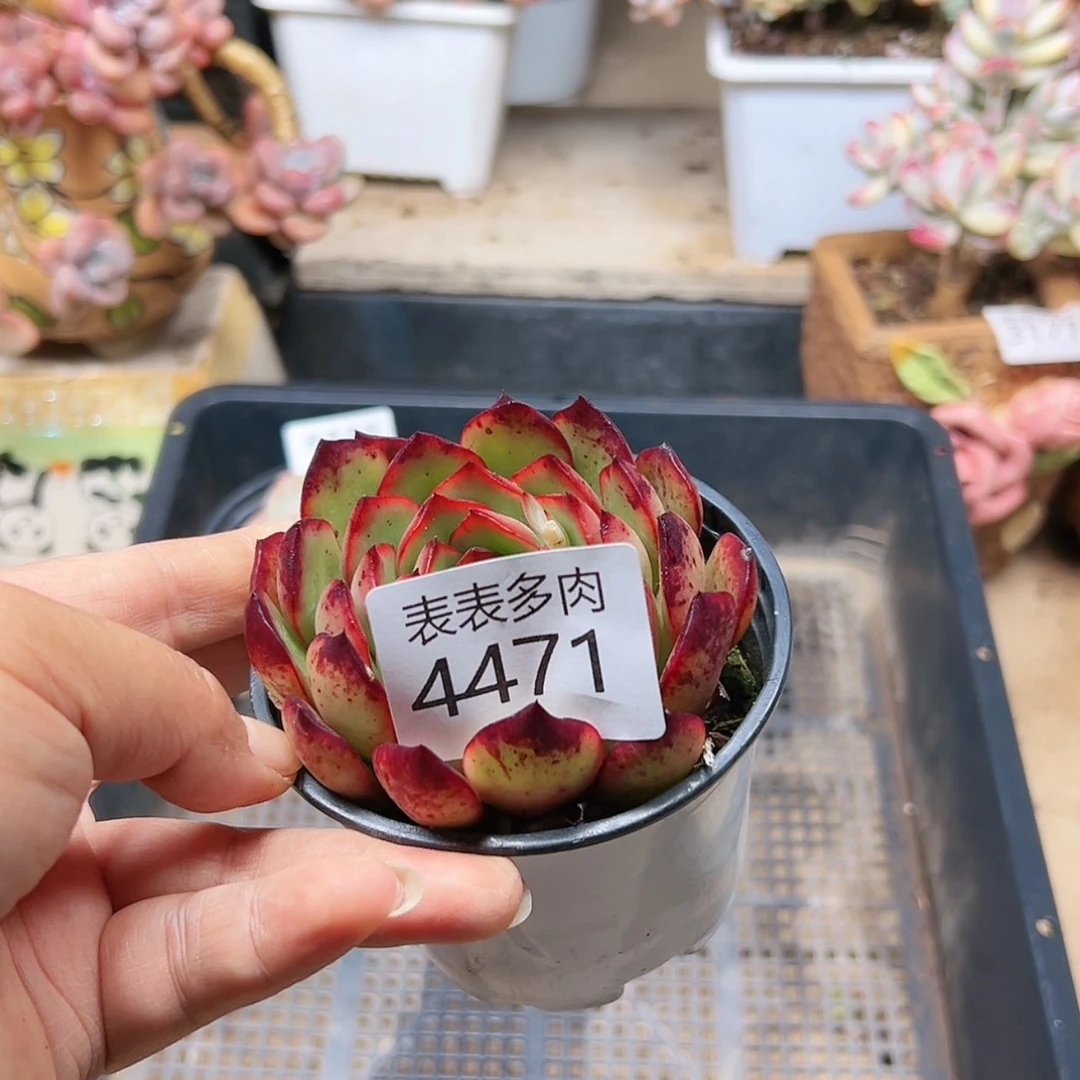 【闪购商品】每天4 4 7 1