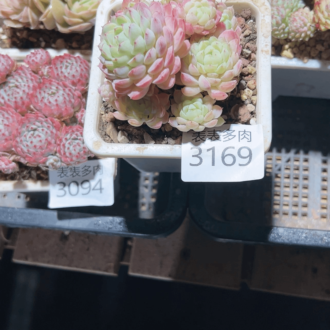 【闪购商品】每天3 1 6 9