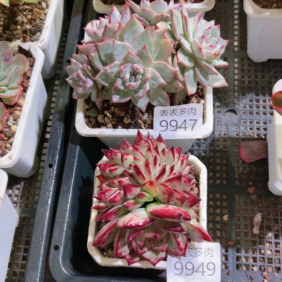 9号多肉我们的生活9947.9949