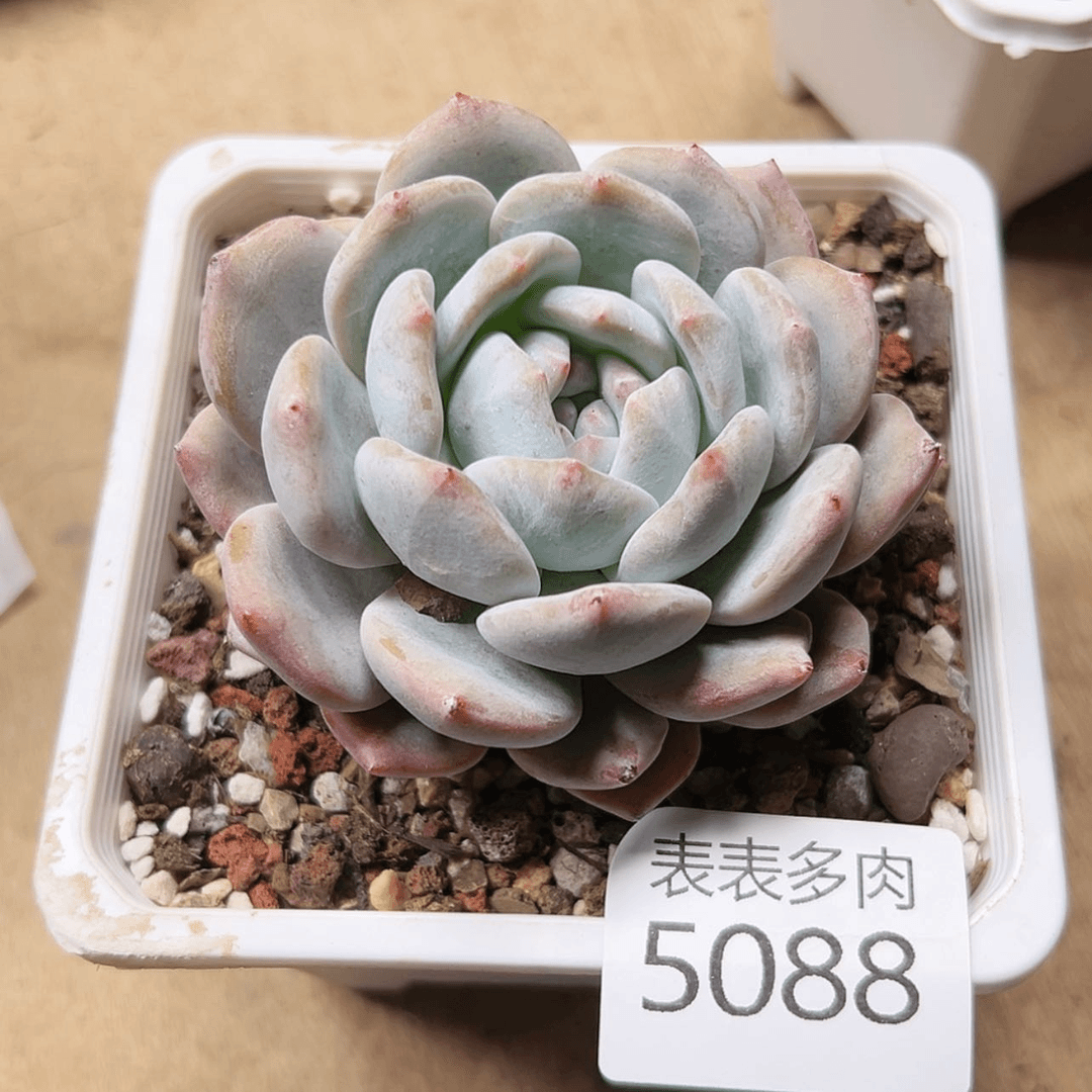 【闪购商品】今天5088