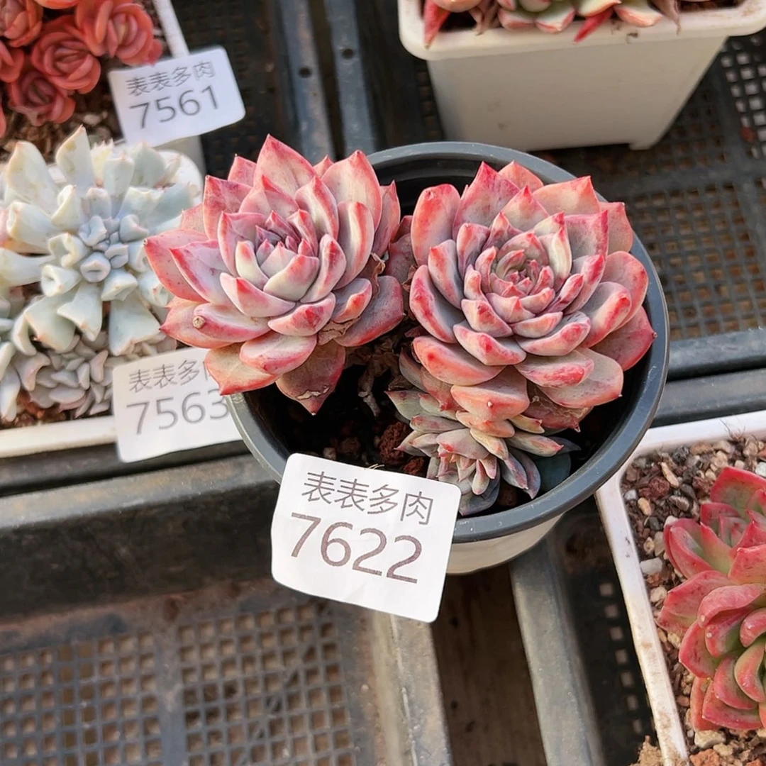 【闪购商品】三**?每天7 6 2 2