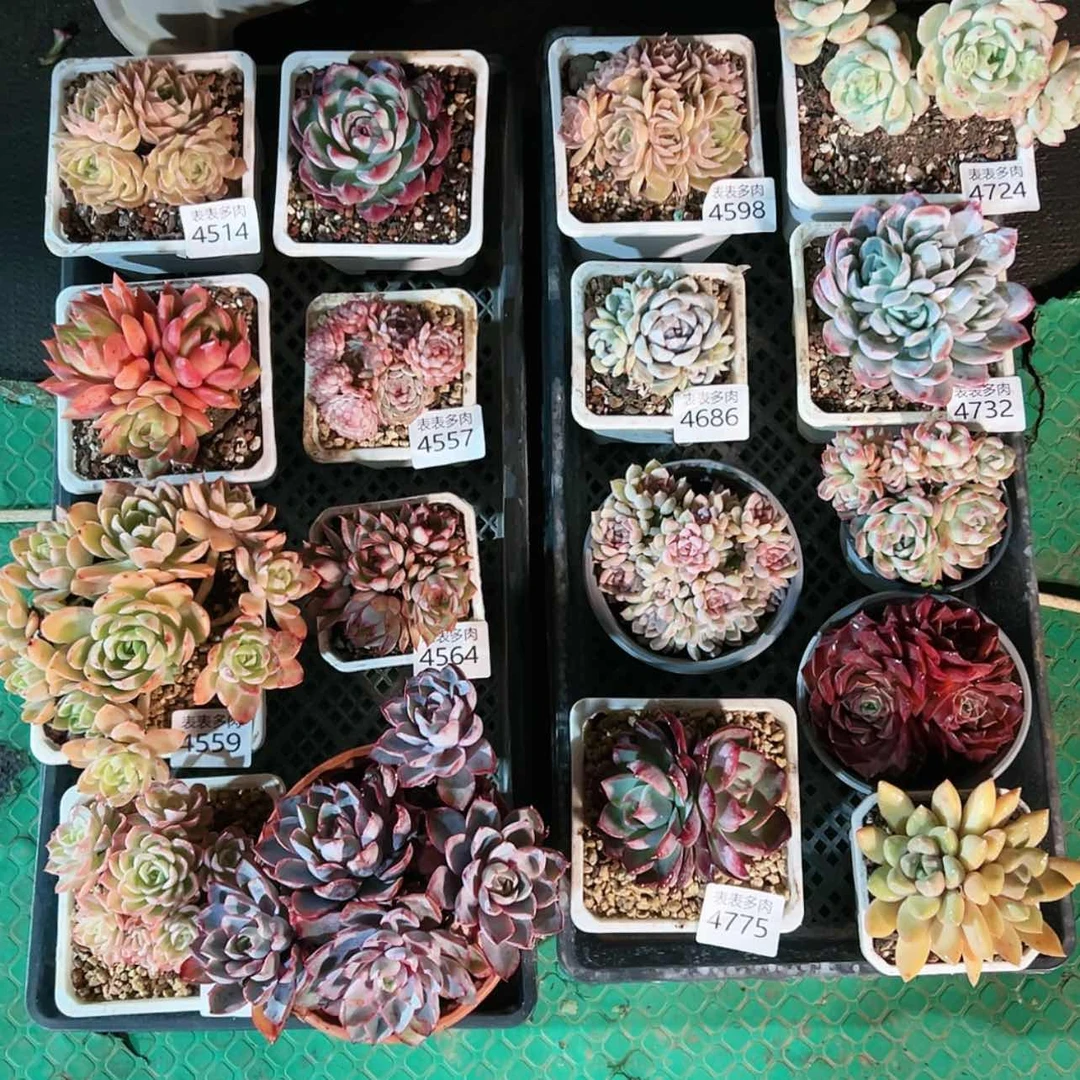 【闪购商品】今天4775