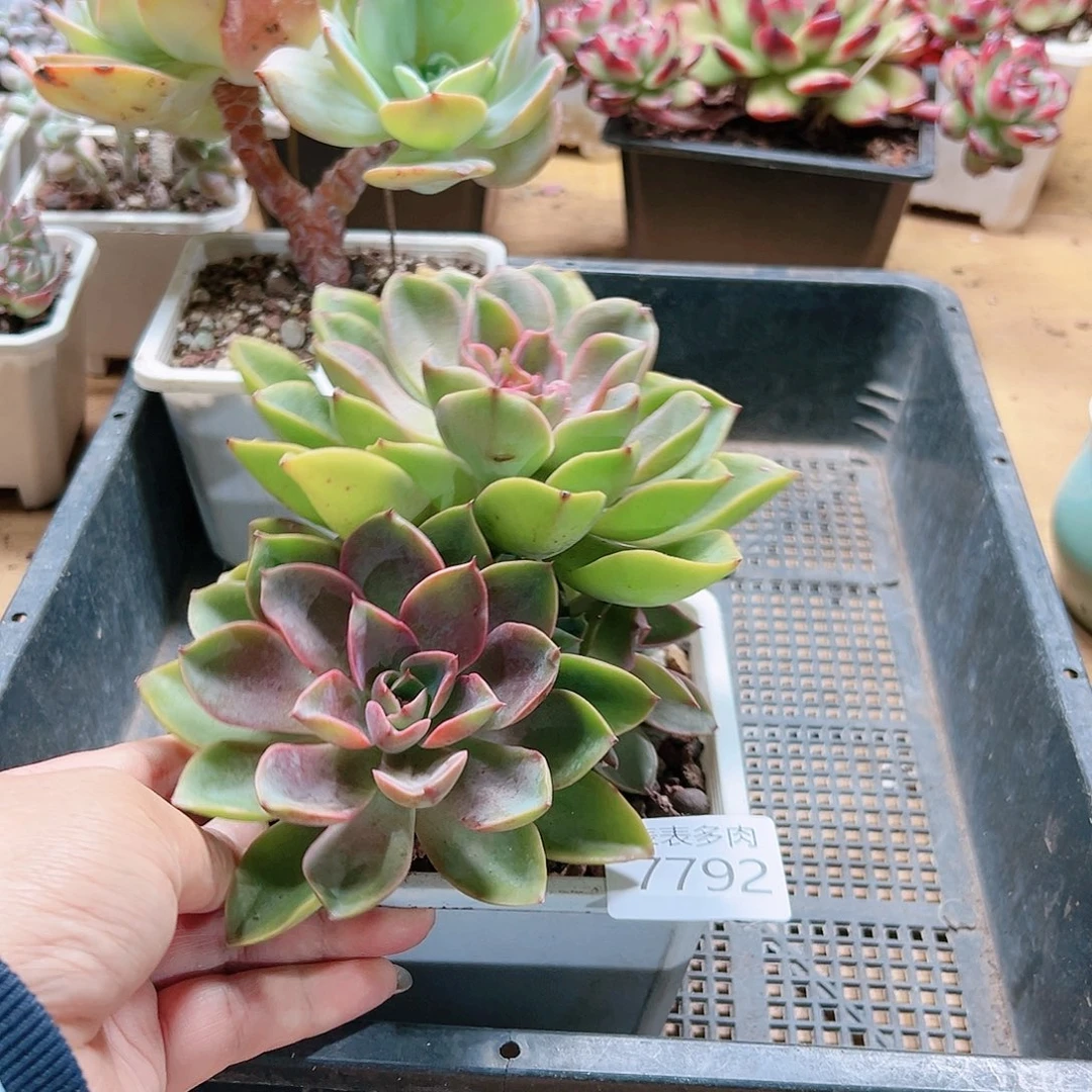 9 0盆多肉我们的生活是7792