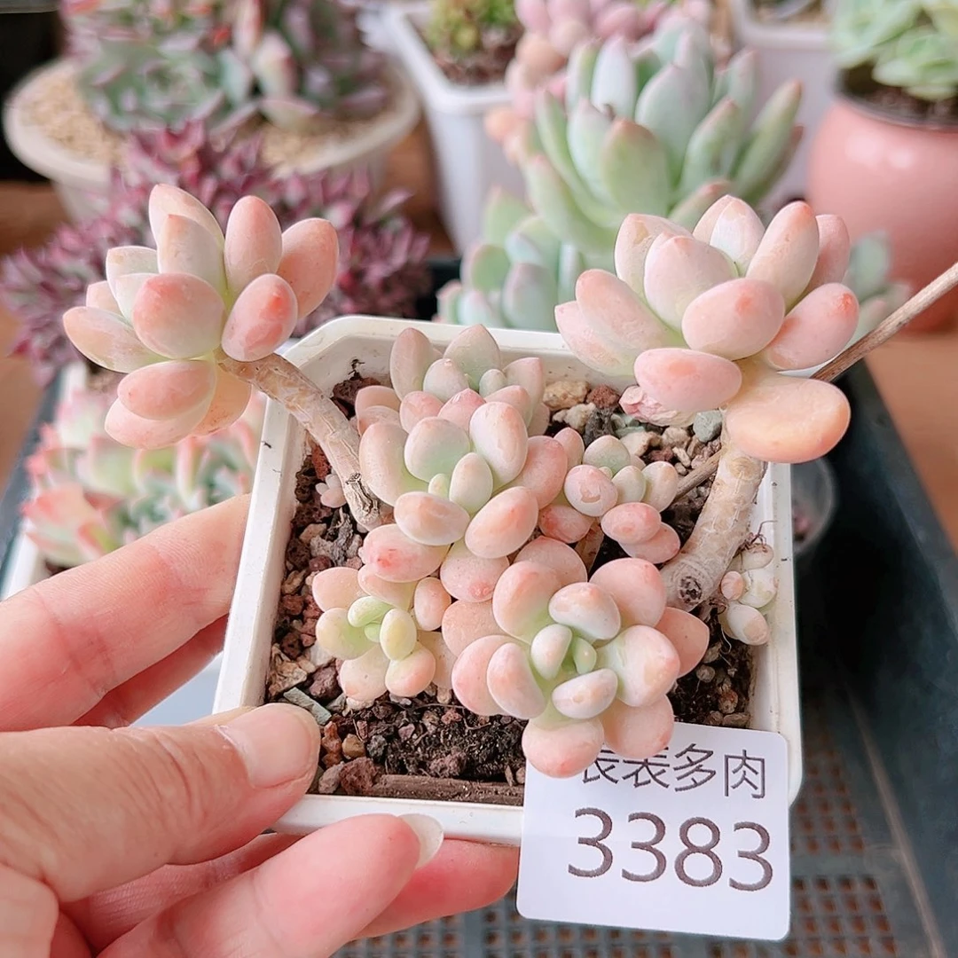 9 0盆多肉我们的生活是3383