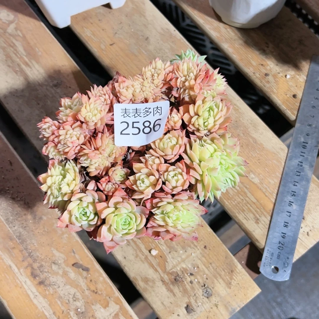 【闪购商品】雪**妖每天2 5 8 6