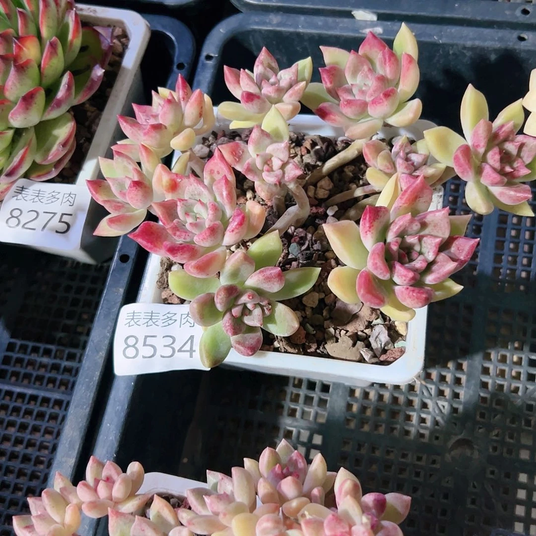 9号盆多肉开****我们的生活8534