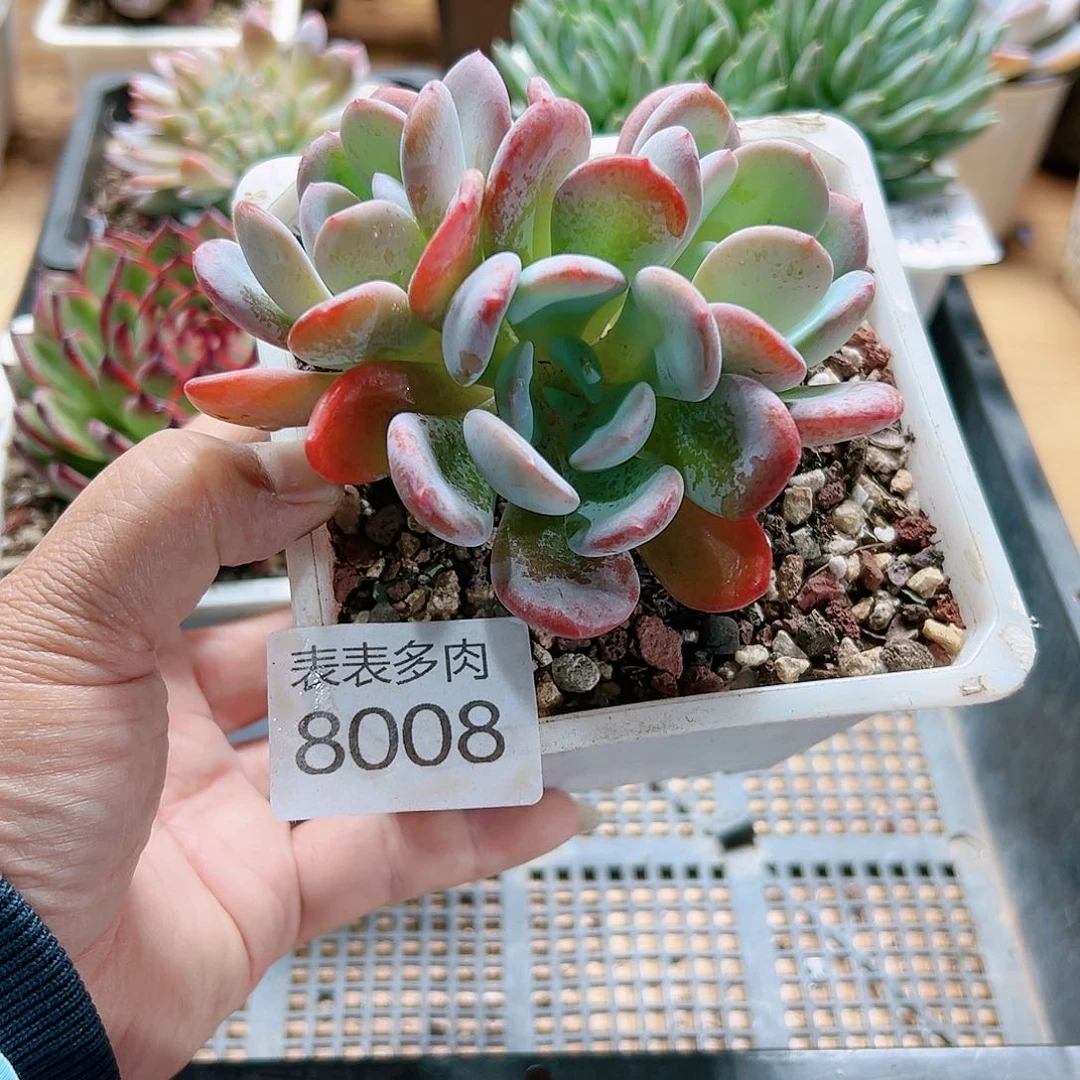 9 0盆多肉我们的8008