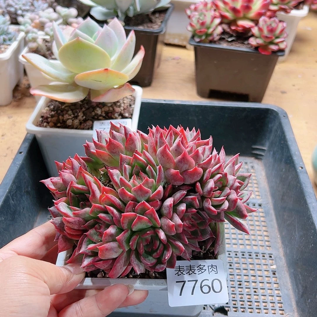 9 0盆多肉我们的生活7760