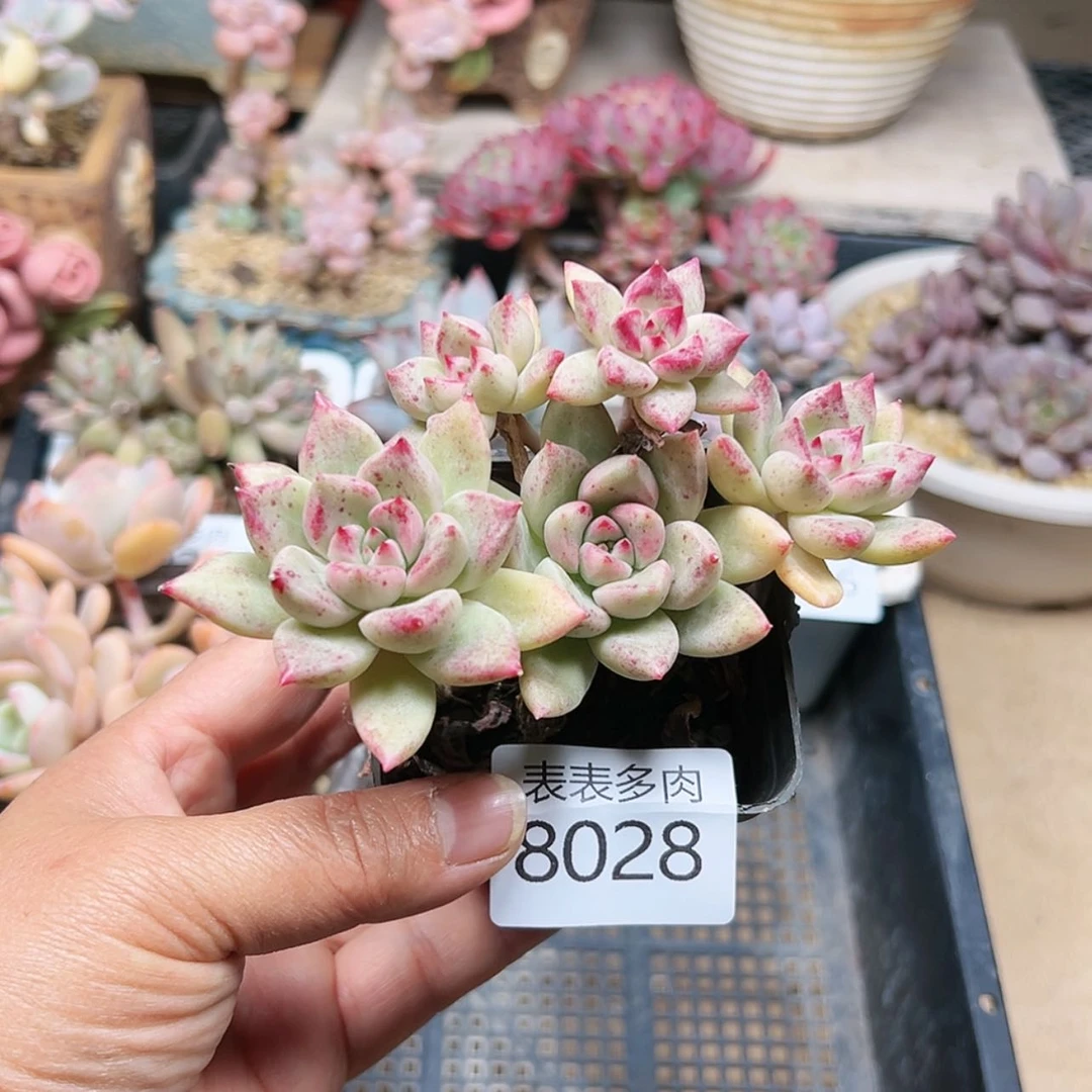 【闪购商品】每天8 0 2 8