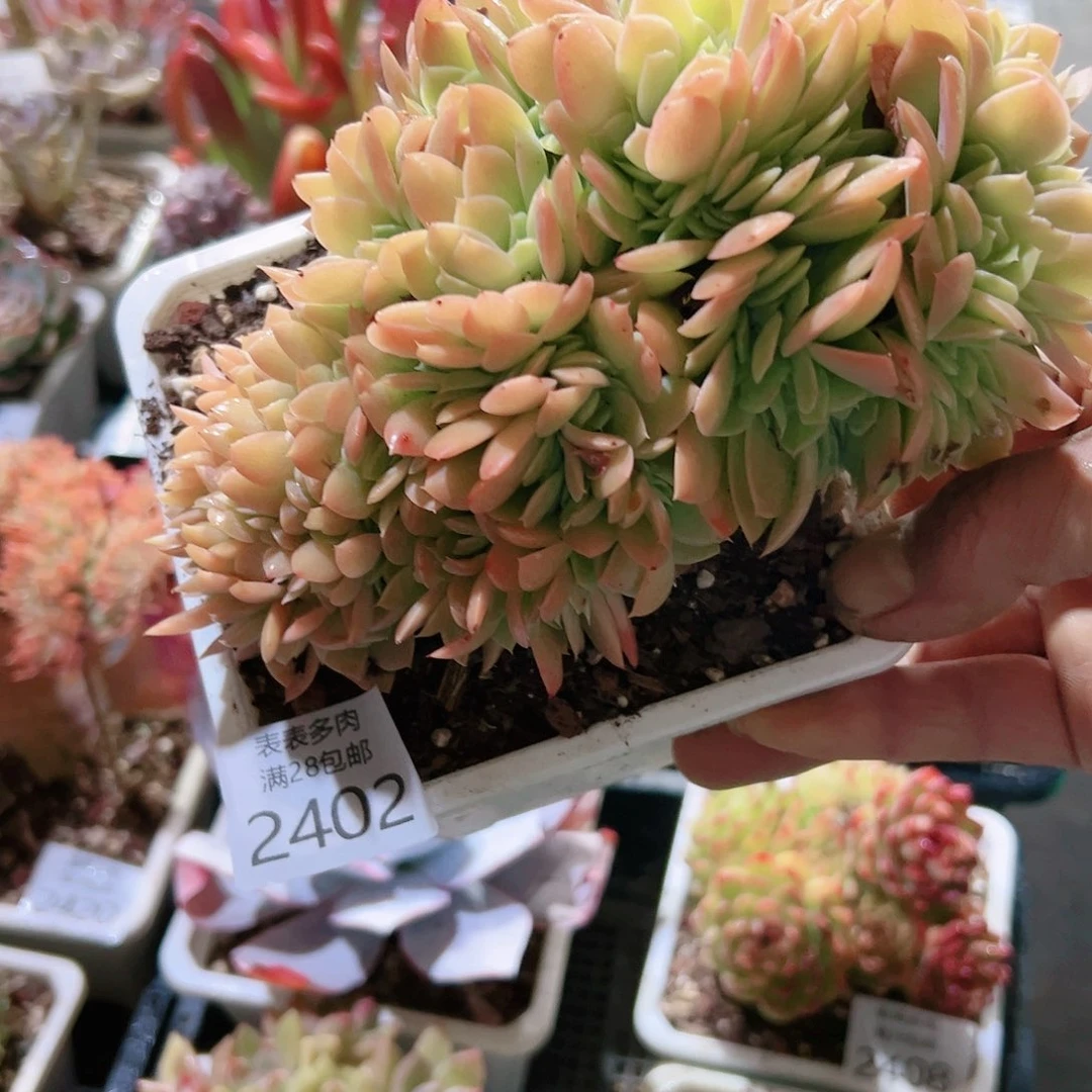 9号多肉?****草我们的确2402