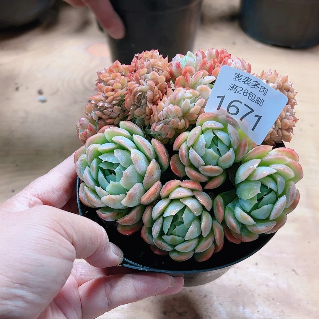 9号多肉我们的确1671
