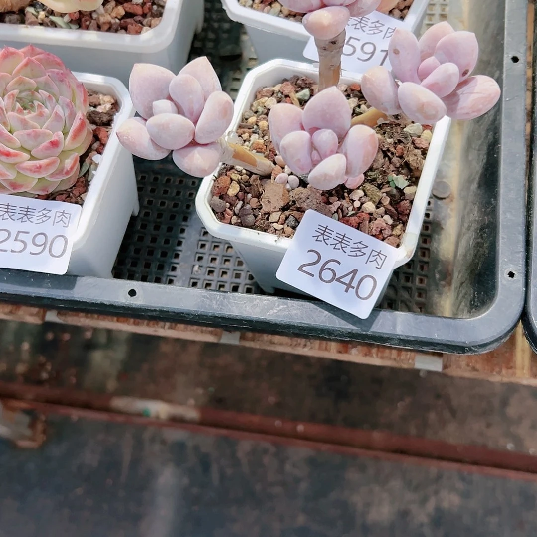 9 0盆多肉（*）我们的生活是2640