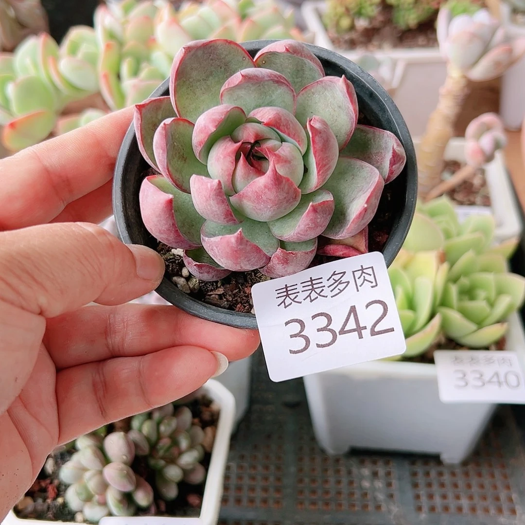 9 0盆多肉我们的生活是3342