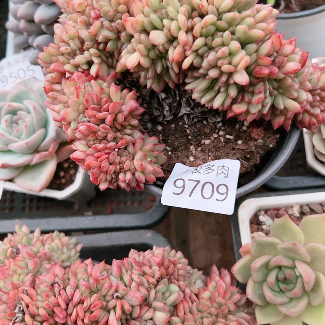 9号多肉我们的生活9709